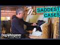 Saddest Stories In Dog Whisperer History Dog Whisperer With Cesar Millan Marathon