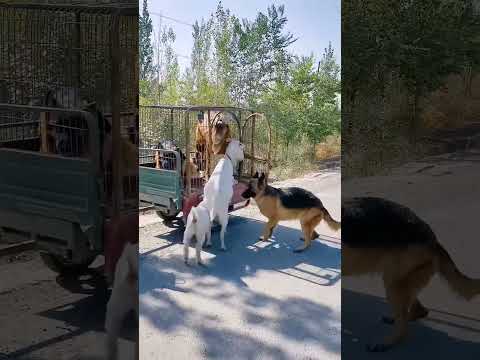 Fully trained german shafard dog @parimalkataria