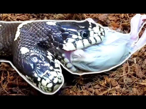 TWO HEAD SNAKE EATS AND BIG PYTHON STEALS A RAT!!! | BRIAN BARCZYK Video