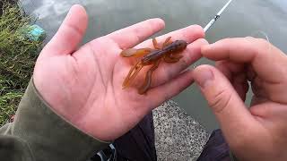 【川】スローダウン【バス釣り】