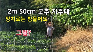 2m 50cm 고추 지주대 쉽게 박는 방법