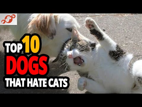 , title : '🐕 Worst Dogs For Cats - TOP 10 Dog Breeds That Hate Cats!'