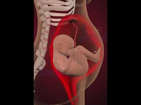 Precious Baby Moments Inside the Womb! 👶🌈 #WombWonder #BabyMoments"