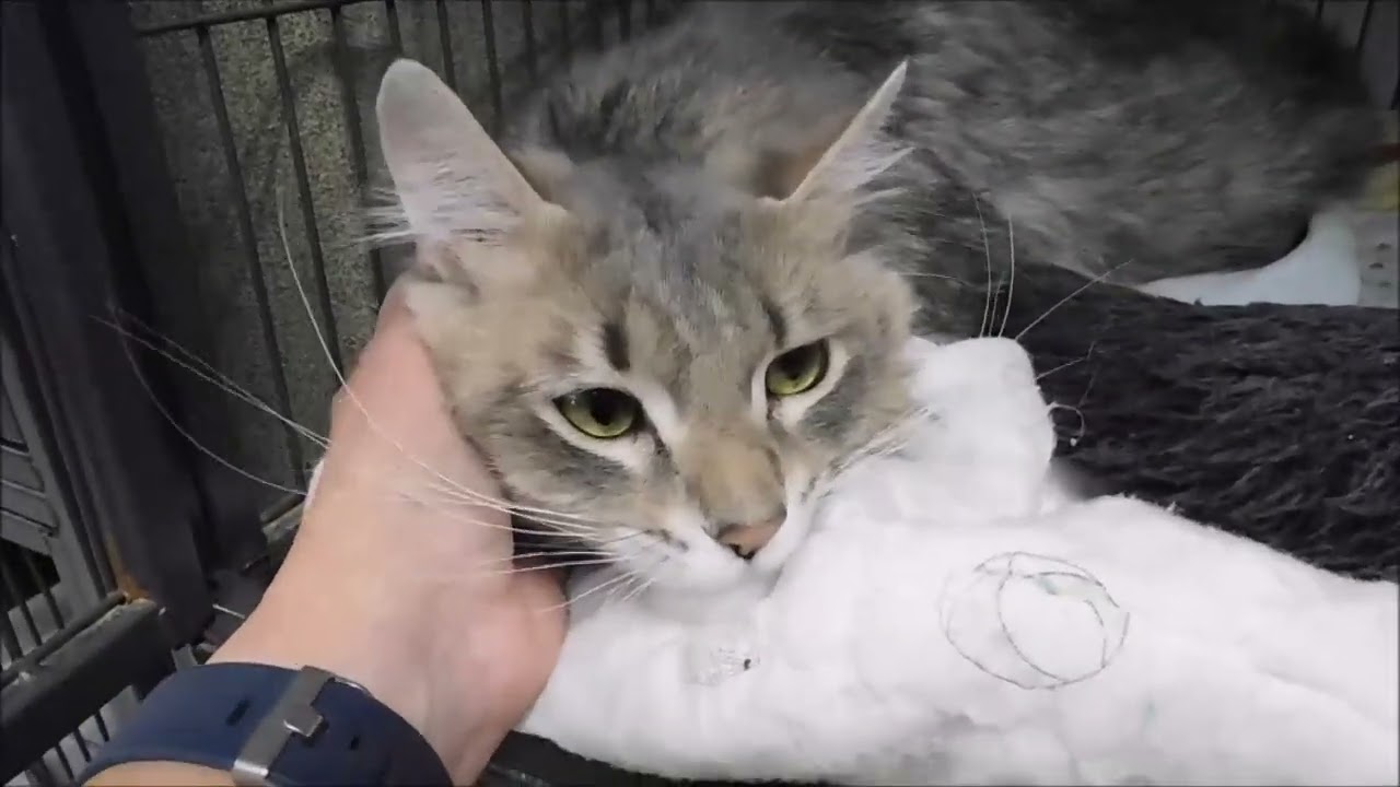 Enlarge NERMAL, a ADOPTABLE Domestic Long Hair in Ironwood, MI video 2/2