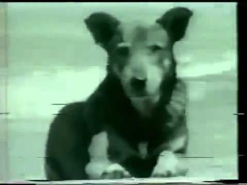 Surfista Calhorda - Os Replicantes