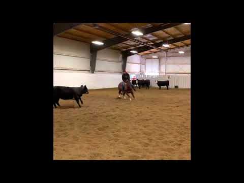 Thickish - 2017 Sorrel Gelding - Hottish X Cats Twisted Whisker