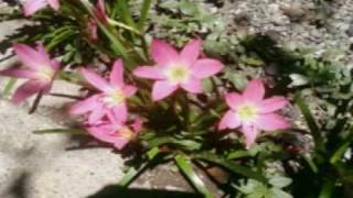 enya - someone said goodbye (with lyrics)