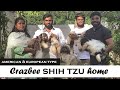 Shihtzu Dog for sale | Puppies for sale | Price List | Low Maintenance | Shihtzu vlog