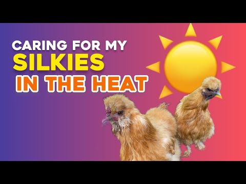 , title : 'Caring For My Silkies When It's Hot | Silkie Chickens | Backyard Chickens'