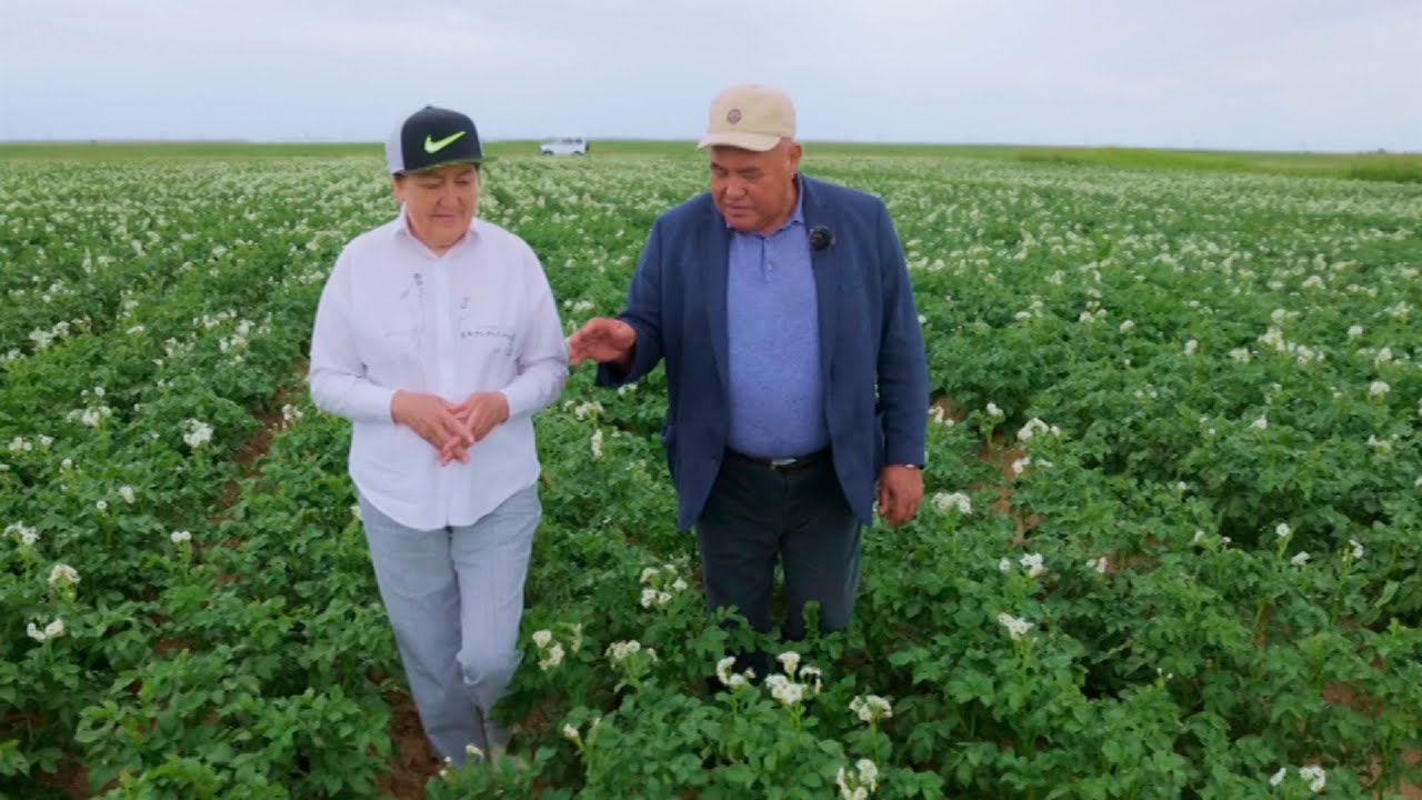 Цена за картофель осенью в Семее. Прогнозы...