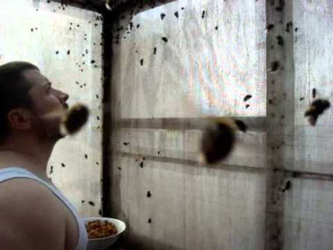 The Lord of Bumblebees - Breeding and Rearing of Bumblebees Polish Bumblebee