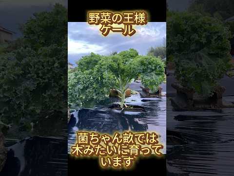 ケール 植物
