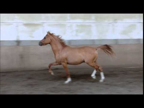 Caramel x FS Dont Worry