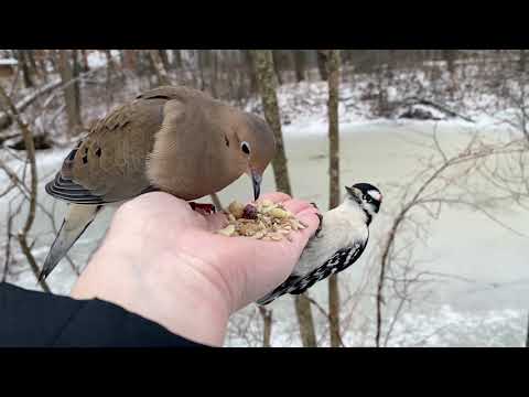 Hand-feeding Birds in Slow Mo - Mourning Dove, Downy Woodpecker