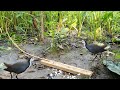 Easy Bird Trap : Amazing Breasted Waterhen Trap - How To Creative Easy Bird Trap..🐤