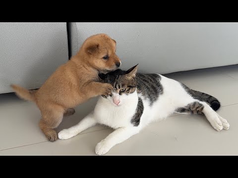 YouTube 썸네일