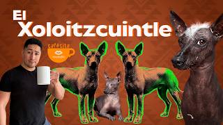 LA LEYENDA DEL XOLOITZCUINTLE