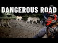 Dangerous roads in ZAMBIA 🇿🇲 LIONS everywhere! [S7-E91]