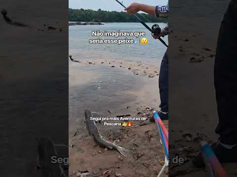 Pescaria Rio Juruena Mato Grosso 🎣🏝 #pescaria #riojuruena #matogrosso #camping
