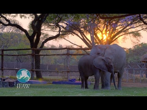 download lagu mp3 mp4 Molly The Elephant, download lagu Molly The Elephant gratis, unduh video klip Molly The Elephant