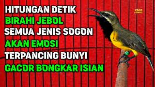 Download lagu Penjebol birahi‼️ Pancingan bunyi sogon bahan agar emosi ngleper mp3