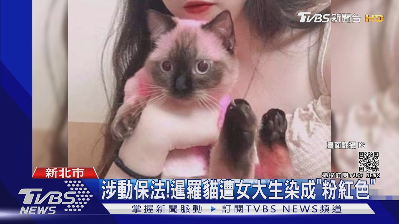 女大生將暹羅貓染「粉紅色」涉觸犯動保法 校方遭控消極處理