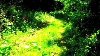 ETCHES - WALL OF SLEEP