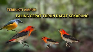 Download lagu Suara Pikat Kemade Cabe cabean/Suara pikat burung kemade paling ampuh mp3 Download lagu Suara Pikat Kemade Cabe cabean/Suara pikat burung kemade paling ampuh mp3