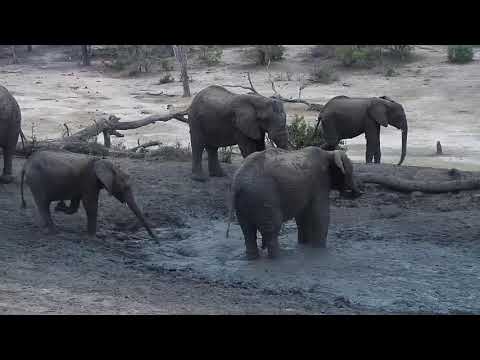 Djuma: Elephant herd(Torn Ear's) enjoying a mud wallow and drink - 17:57 - 10/27/19