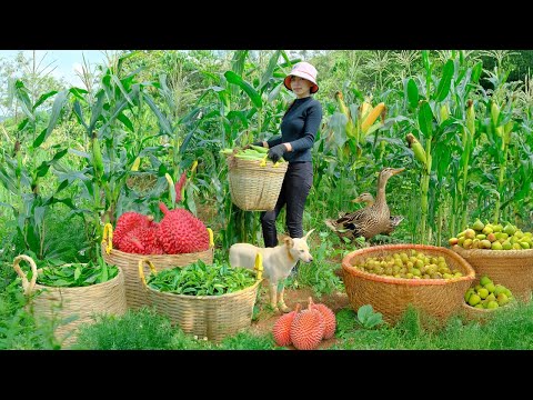 Harvest, Sell, Cook: Sweet Corn, Fig, Tea, Durian – Sow Seeds, Plant Trees, And Water Vegetables.