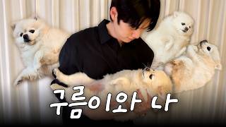 구름이를 소개합니다 (+밤 산책)