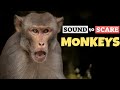 Sound To Scare Monkeys