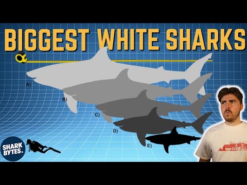 The TOP 5 Biggest White Sharks EVER (According to Science)