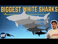 The TOP 5 Biggest White Sharks EVER (According to Science)