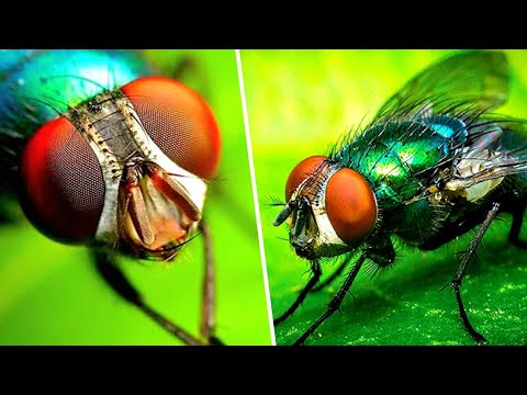 10 Tipos de MOSCAS Que Vivem na SUA CASA - São PERIGOSAS ou INOFENSIVAS?