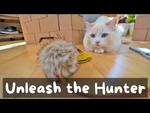 How to Play with Your Cat - Imitate Prey | The Cat Butler