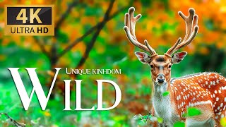 Unique Wild Kingdom 4K 🐾 Discovery Amazing Wildlife Film With Peaceful Relaxing Music and Nature