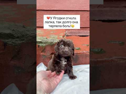 У Ягодки сгнuлa лапка, потому что никто ей не хотел помочь!💔