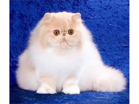 Persian cat round face and short muzzle cats