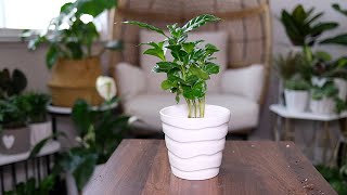 Coffee Plant Care And Growing Guide - Plant Mom Care