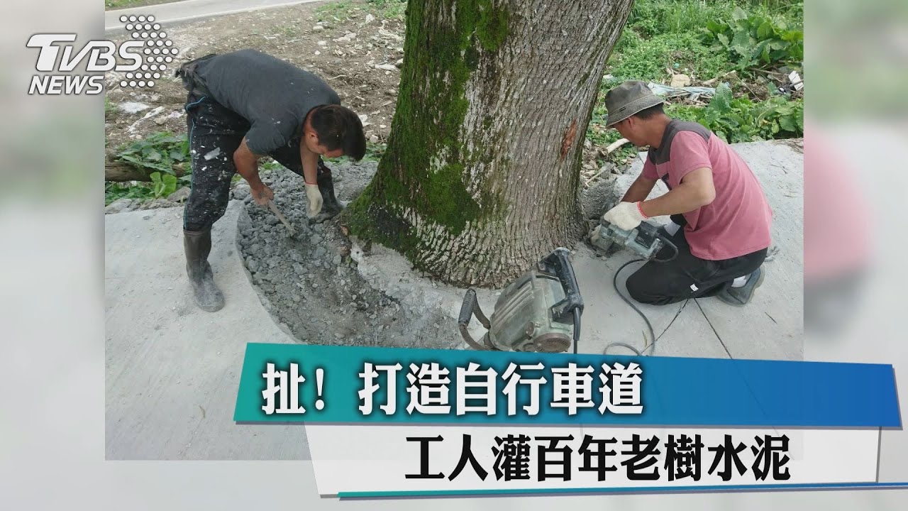 扯！打造自行車道　工人灌百年老樹水泥
