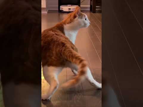 CatStreamia Viral