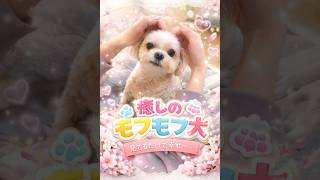 いつかのトリミング後の日常🐶#犬との暮らし #モコちゃん #犬 #犬のいる生活 #チワマル