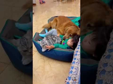 funny cat videos #cats #shorts #catslover (2)