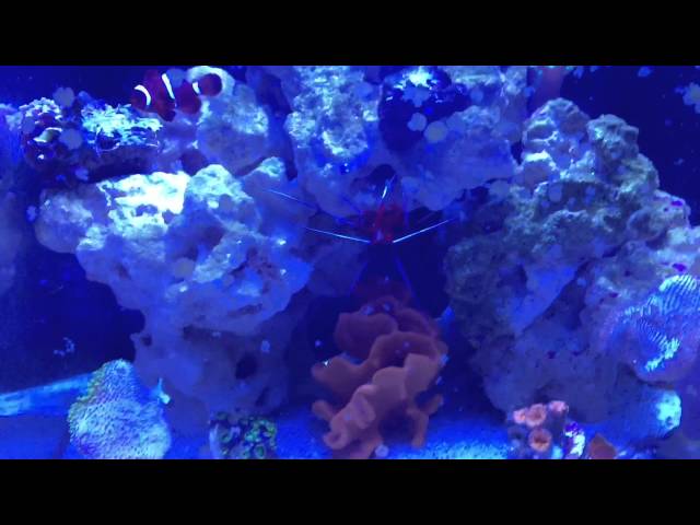 Nano Reef Tank Crisis!!!!!