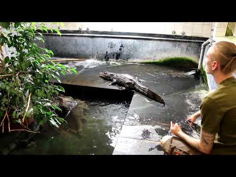 Fütterung und medikamentöse Behandlung der Kaimane