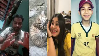Fuuny cats.  Musical. Ly best compilation