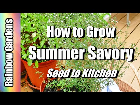 Substitution For Summer Savory