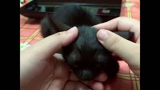 [認養] 一摸就呼嚕的小黑貓