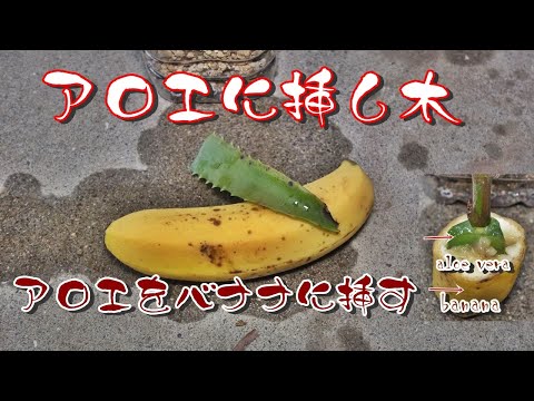 アロエベラを挿し木で増やす 植物